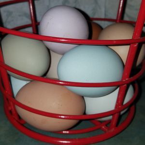 Meet your Posher, Heidi